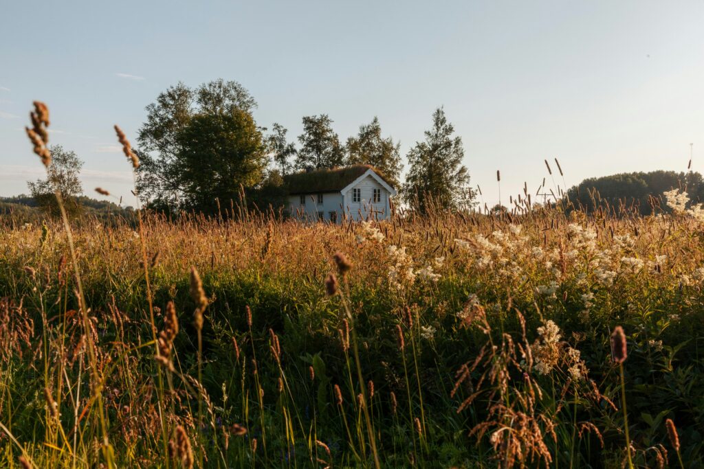 Et gammelt norslandshus står i bodønaturen omgitt av høyt gress